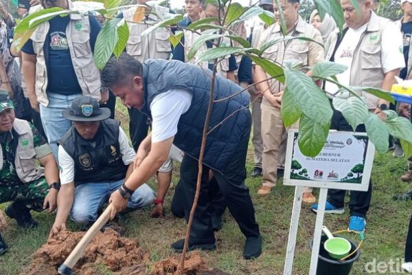 Hutan Sumsel Susut, Herman Deru Ajak Tanam Pohon-Jangan Ekspor Asap