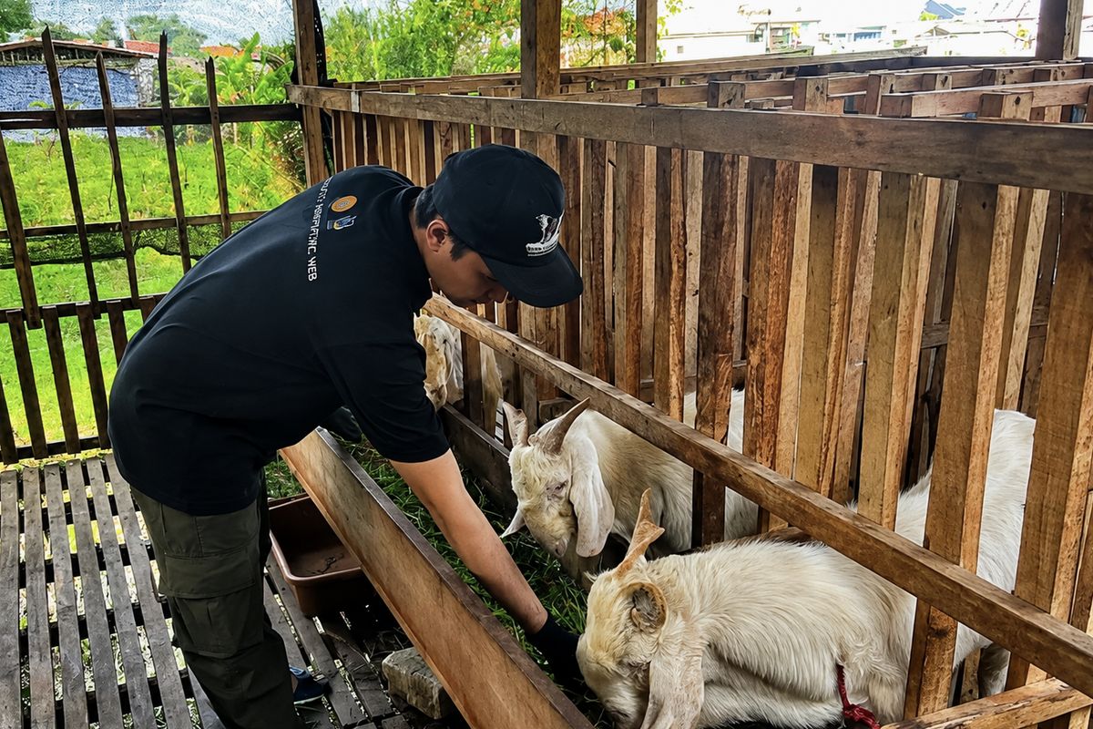 Terapkan Ilmu Selama Kuliah, Gen Z di Bangkalan Cuan Bisnis Kambing